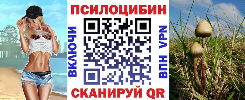 купить наркотики сайты  Чистополь  Псилоцибиновые грибы GOLDEN TEACHER 